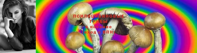 Псилоцибиновые грибы Cubensis  blacksprut tor  Норильск 